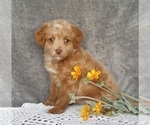 Small Photo #4 Miniature Labradoodle Puppy For Sale in FREDERICKSBG, OH, USA