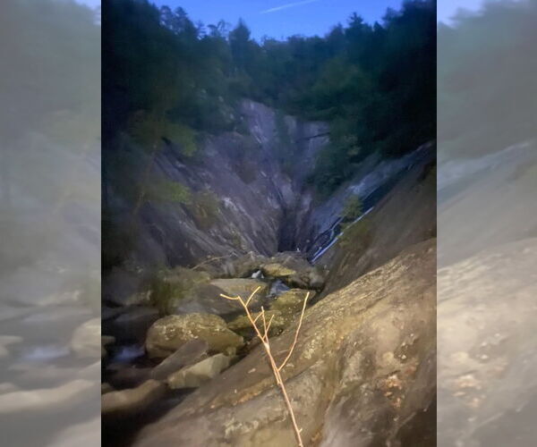 Medium Photo #8 American Foxhound Puppy For Sale in garner, NC, USA