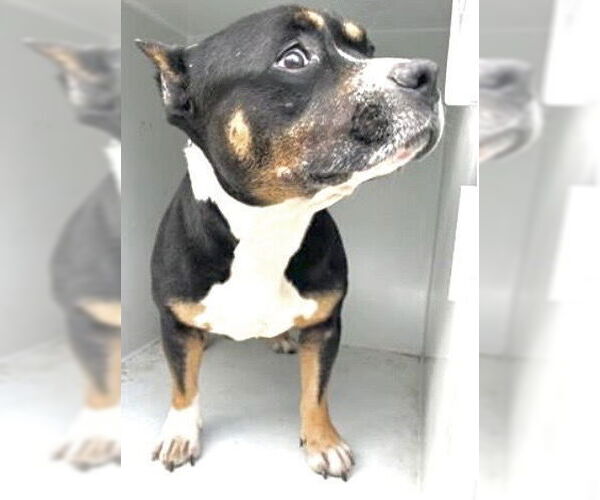 Medium Photo #1 Mutt Puppy For Sale in Houston, TX, USA