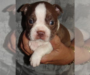 Boston Terrier Puppy for sale in BEND, OR, USA