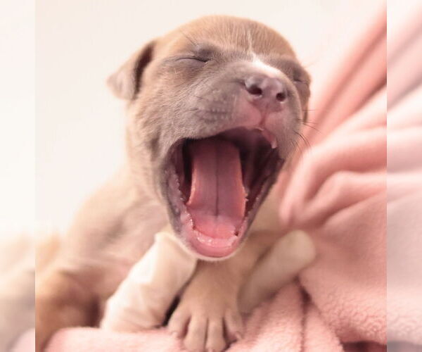 Medium Photo #9 Mutt Puppy For Sale in Philadelphia, PA, USA