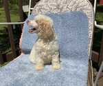 Small Photo #2 Poodle (Standard) Puppy For Sale in BELTON, SC, USA