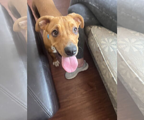 Medium Photo #6 Boxer-Unknown Mix Puppy For Sale in Minneapolis, MN, USA