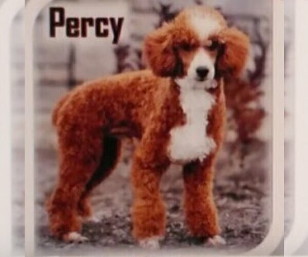 Medium Photo #1 Goldendoodle (Miniature) Puppy For Sale in GORDONVILLE, PA, USA