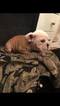 Small Photo #1 English Bulldog Puppy For Sale in STOUGHTON, MA, USA