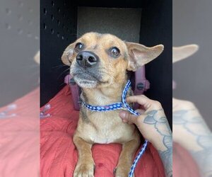 Chihuahua-Unknown Mix Dogs for adoption in Hanford, CA, USA