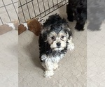 Small #3 Yorkipoo