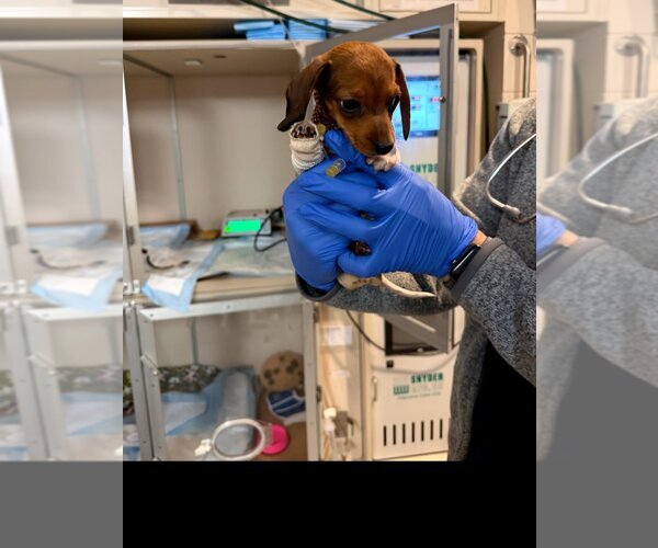 Medium Photo #10 Dachshund Puppy For Sale in Sioux Falls, SD, USA