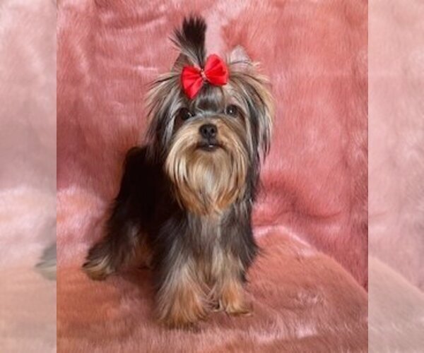 Medium Photo #1 Yorkshire Terrier Puppy For Sale in ROANOKE, VA, USA