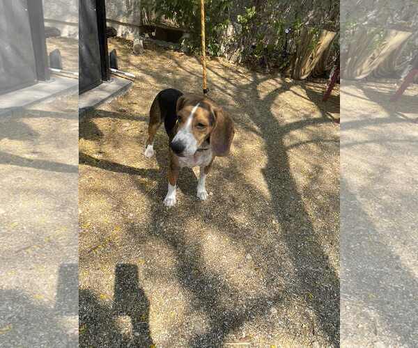 Medium Photo #2 Beagle Puppy For Sale in Las Vegas, NV, USA