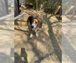 Small #1 Beagle