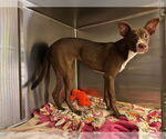 Small American Pit Bull Terrier Mix