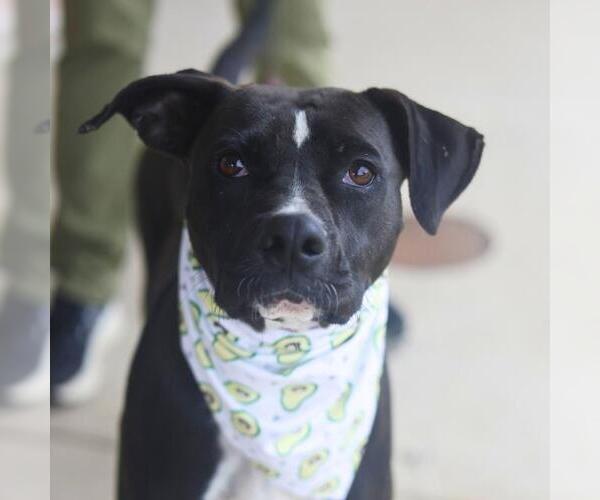 Medium Photo #1 Labrador Retriever-Unknown Mix Puppy For Sale in San Antonio, TX, USA
