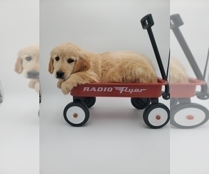 Golden Retriever Puppy for sale in GOSHEN, IN, USA