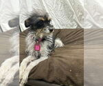 Small #1 Mutt