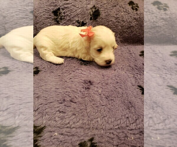 Medium Photo #7 Coton de Tulear Puppy For Sale in DEATSVILLE, AL, USA