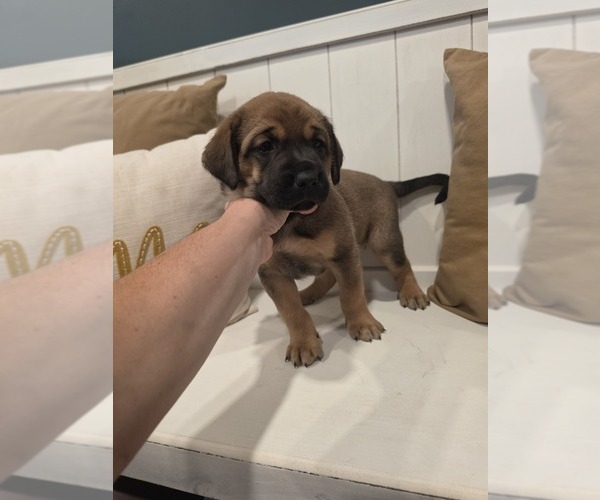 Medium Photo #4 Anatolian Shepherd-English Mastweiler Mix Puppy For Sale in IRWIN, PA, USA