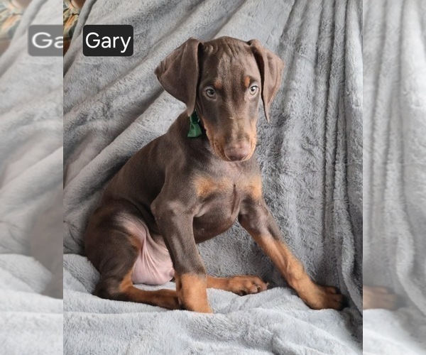 Medium Photo #6 Doberman Pinscher Puppy For Sale in POMEROY, OH, USA
