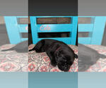 Small #5 Labrador Retriever