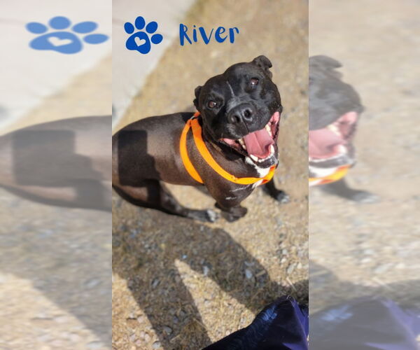 Medium Photo #6 Mutt Puppy For Sale in Monte Vista, CO, USA