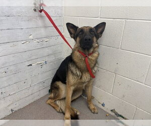 German Shepherd Dog Dogs for adoption in San Bernardino, CA, USA
