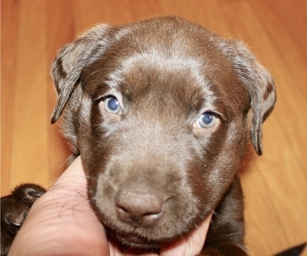 Medium Photo #2 Labrador Retriever Puppy For Sale in PUEBLO, CO, USA