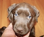 Small Photo #2 Labrador Retriever Puppy For Sale in PUEBLO, CO, USA