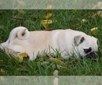 Small Photo #6 Pug Puppy For Sale in HARTLY, DE, USA