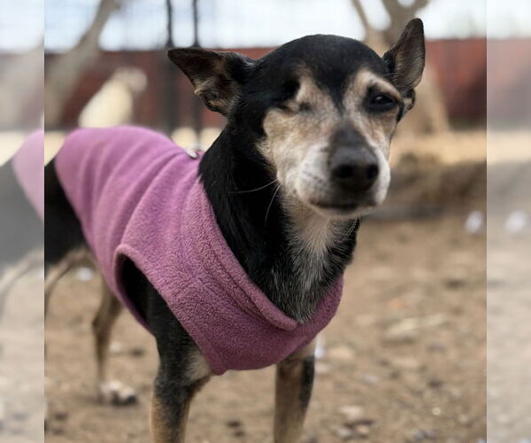 Medium Photo #3 Chiweenie Puppy For Sale in Chico, CA, USA
