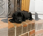Small Photo #9 Mastiff Puppy For Sale in BRANTLEY, AL, USA