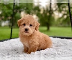 Small Photo #3 Havanese-Poodle (Toy) Mix Puppy For Sale in HOUSTON, TX, USA