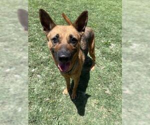 German Shepherd Dog-Unknown Mix Dogs for adoption in Plano, TX, USA