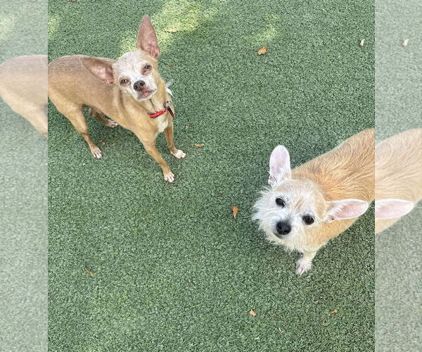 Medium Photo #4 Chihuahua-Unknown Mix Puppy For Sale in Tempe , AZ, USA