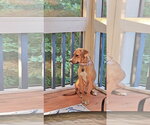 Small Labrador Retriever Mix