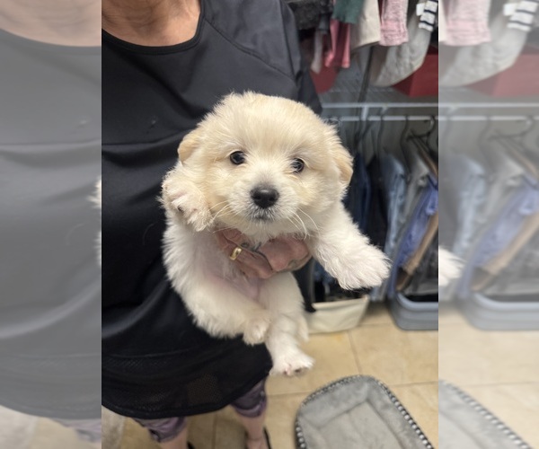 Medium Photo #1 Bichon-A-Ranian Puppy For Sale in CONWAY, SC, USA