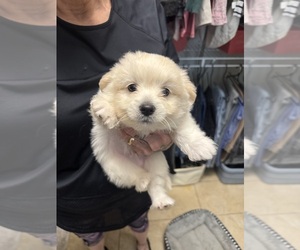 Bichon-A-Ranian Puppy for sale in CONWAY, SC, USA