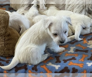 West Highland White Terrier Puppy for sale in MONETA, VA, USA