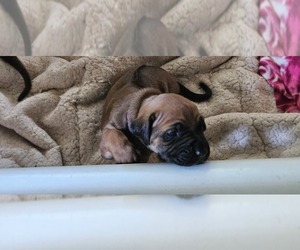 Rhodesian Ridgeback Puppy for sale in STANWOOD, WA, USA