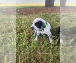 Puppy LimeGreen Puppy German Wirehaired Pointer
