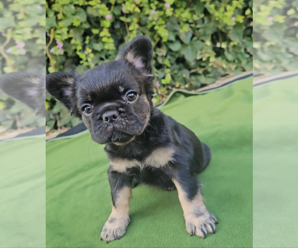 Medium Photo #5 French Bulldog Puppy For Sale in LOS ANGELES, CA, USA