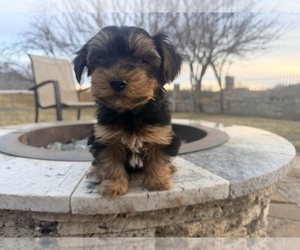Yorkshire Terrier Puppy for Sale in CANYON, Texas USA