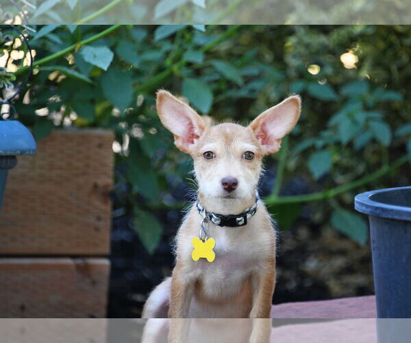 Medium Photo #4 Mutt Puppy For Sale in Sandy, UT, USA