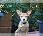 Small #3 Mutt