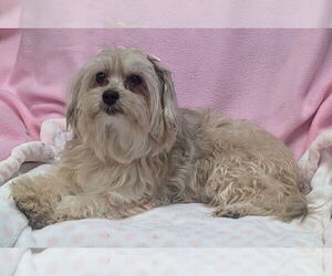 Maltese-Unknown Mix Dogs for adoption in Bon Carbo, CO, USA