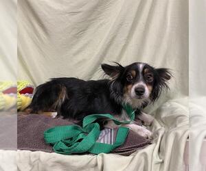 Chihuahua Dogs for adoption in Modesto, CA, USA