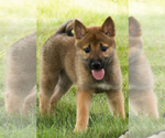 Small #22 Shiba Inu