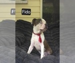 Small #5 Boston Terrier