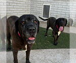 Small Photo #8 Mastiff Puppy For Sale in Goodyear, AZ, USA
