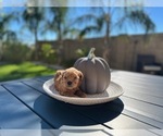 Small #8 Australian Labradoodle