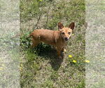 Small #3 Chihuahua Mix